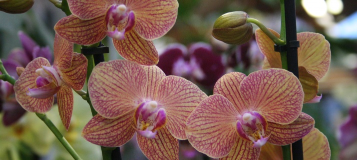 Phalaenopsis