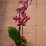Phalaenopsis