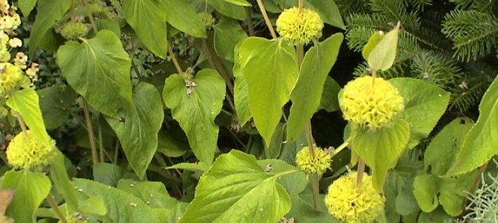 Phlomis russliana
