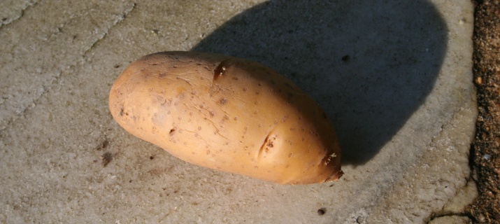 Solanum tuberosum (pomme de terre)