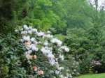Sortie : Les rhododendrons (et plus...)
