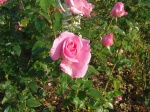 Sortie : des roses et des plantes aromatiques