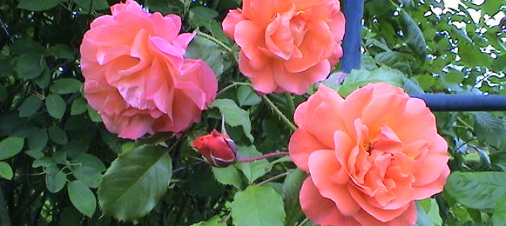 Rosier Westerland