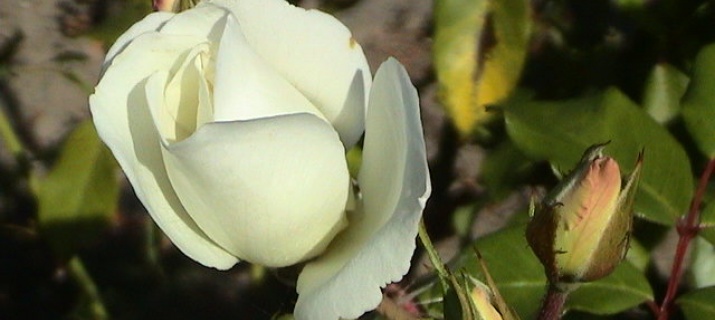 Rosier Fée des neiges