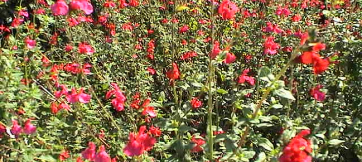 salvia Microphylla Grahamii