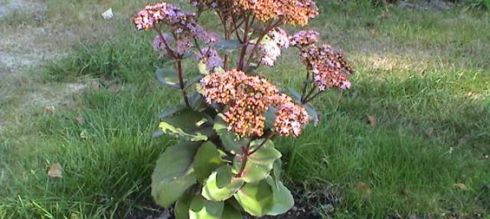 Sedum 'matrona' - Orpin 'Matrona'