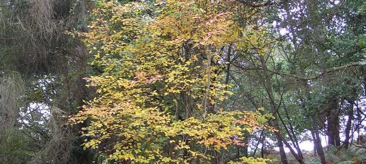 Amelanchier
