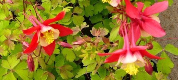 Aquilegia