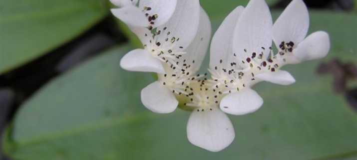 Aponogeton