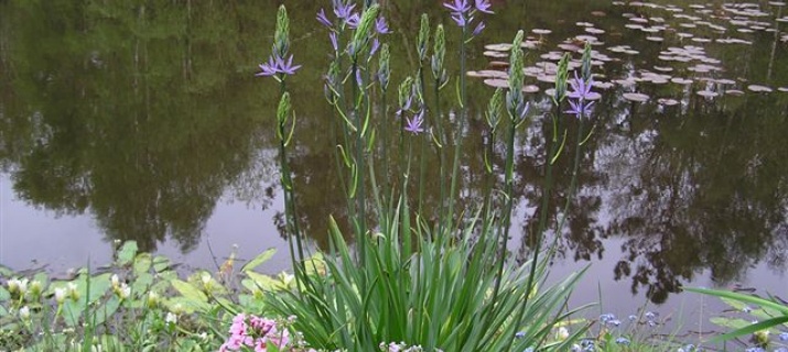 Camassia