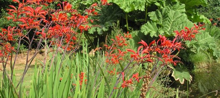 Crocosmia