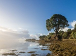 Conférence : les arbres remarquables, de la biologie à la tradition