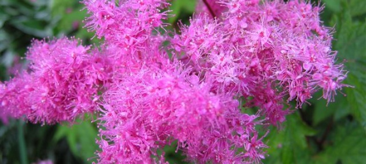 Filipendula