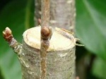 Conférence : les porte-greffes fruitiers