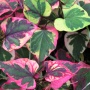 Houttuynia cordata