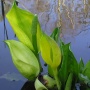 Lysichiton
