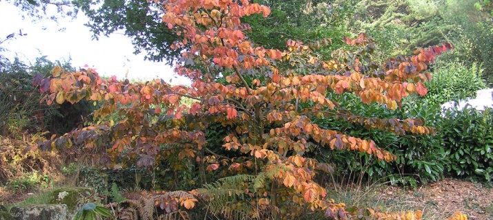 Parrotia