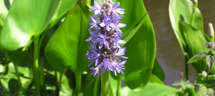 Pontederia
