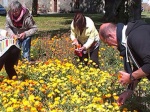 Sortie : visite de jardins